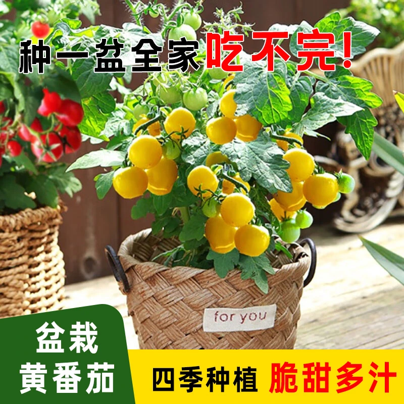 【任意满5包包邮】盆栽黄番茄种子四季小西红柿圣女果蔬果种子家庭