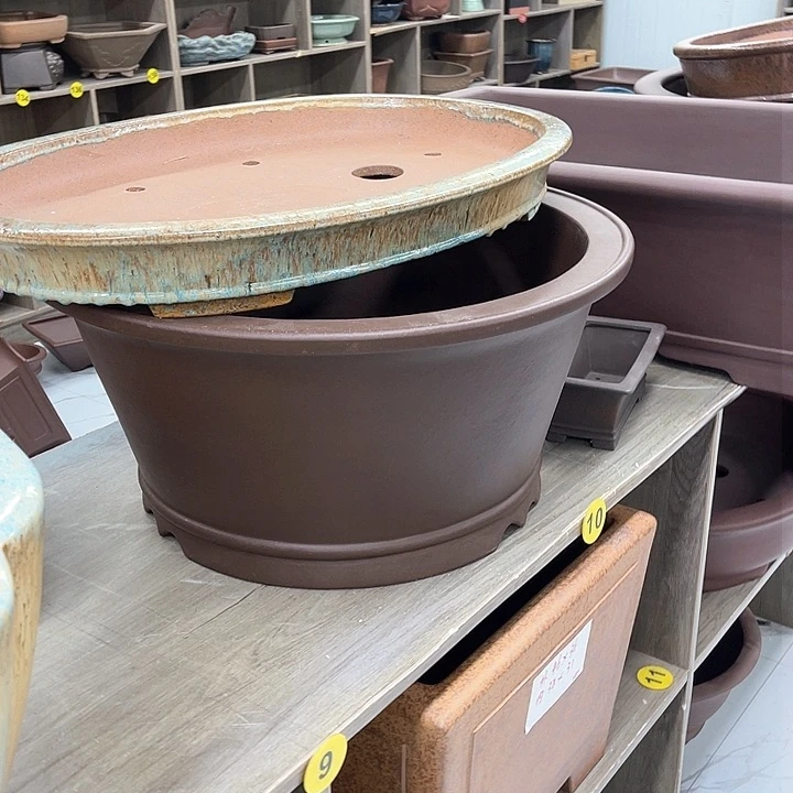 紫砂花盆青*枫这个世界上最好的