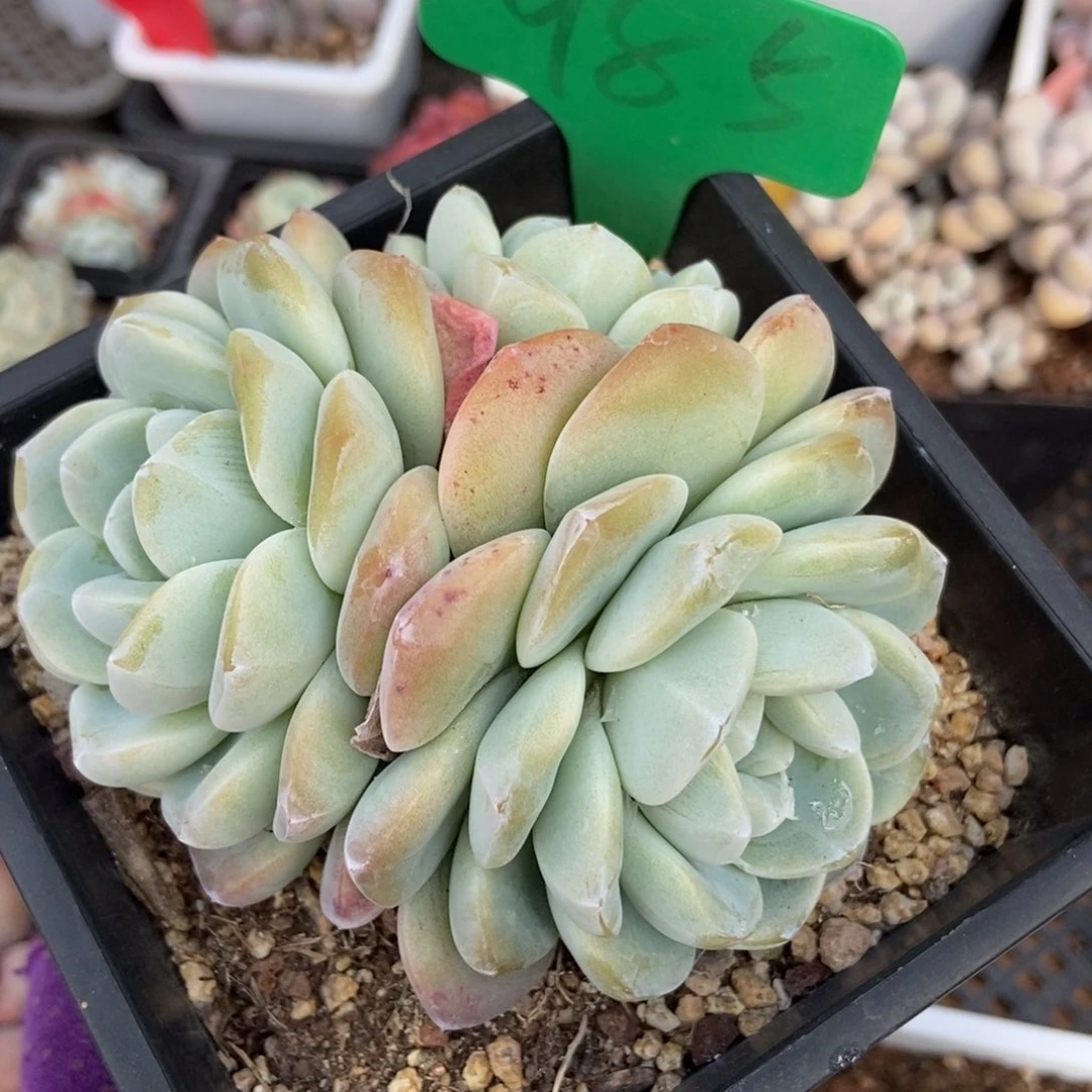 985冰玉多肉植物保护