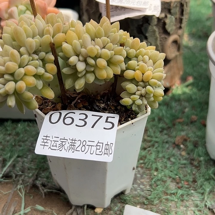 幸运的人会遇到你喜欢你喜欢