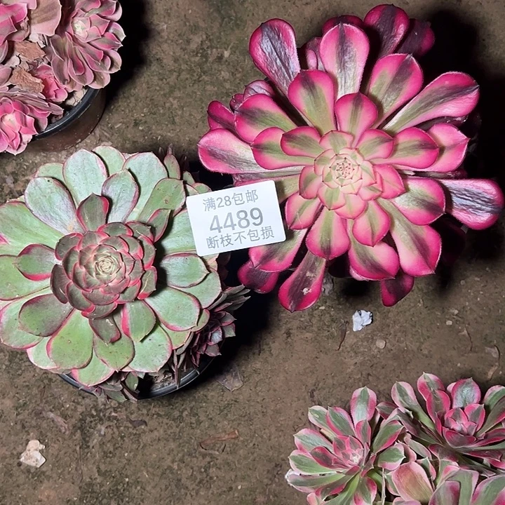 4489两颗组合多肉植物