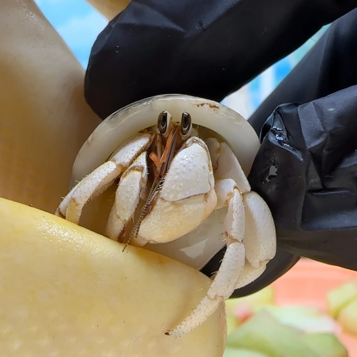 A87淡奶 灰白1.2cm口径