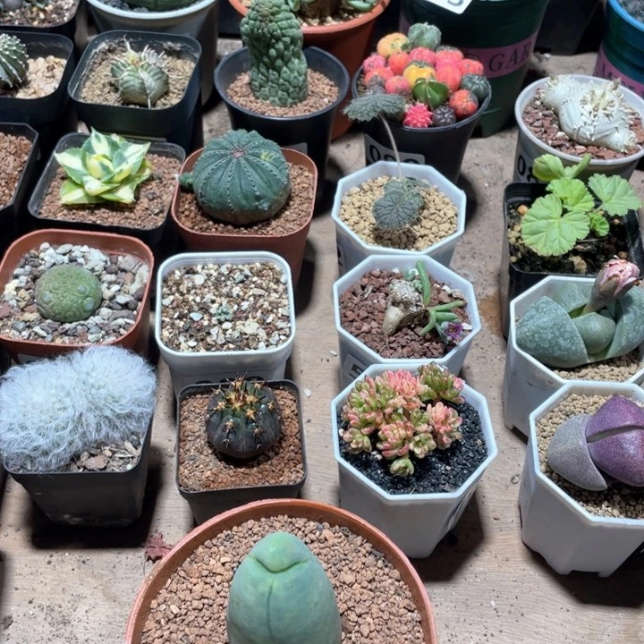 095程程柱仙人球