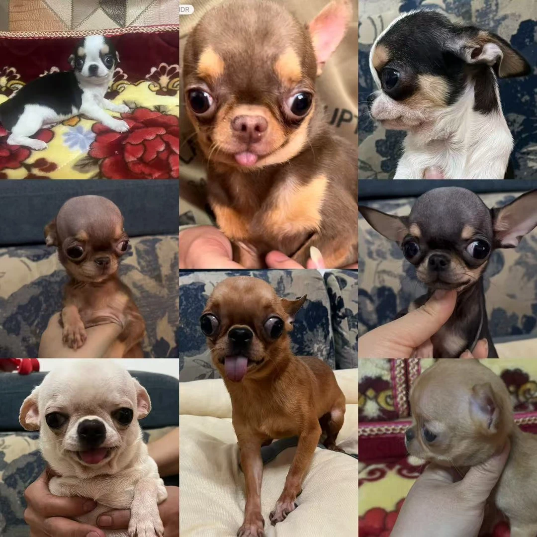 【达子吉娃娃】吉娃娃幼犬成犬活体狗狗
