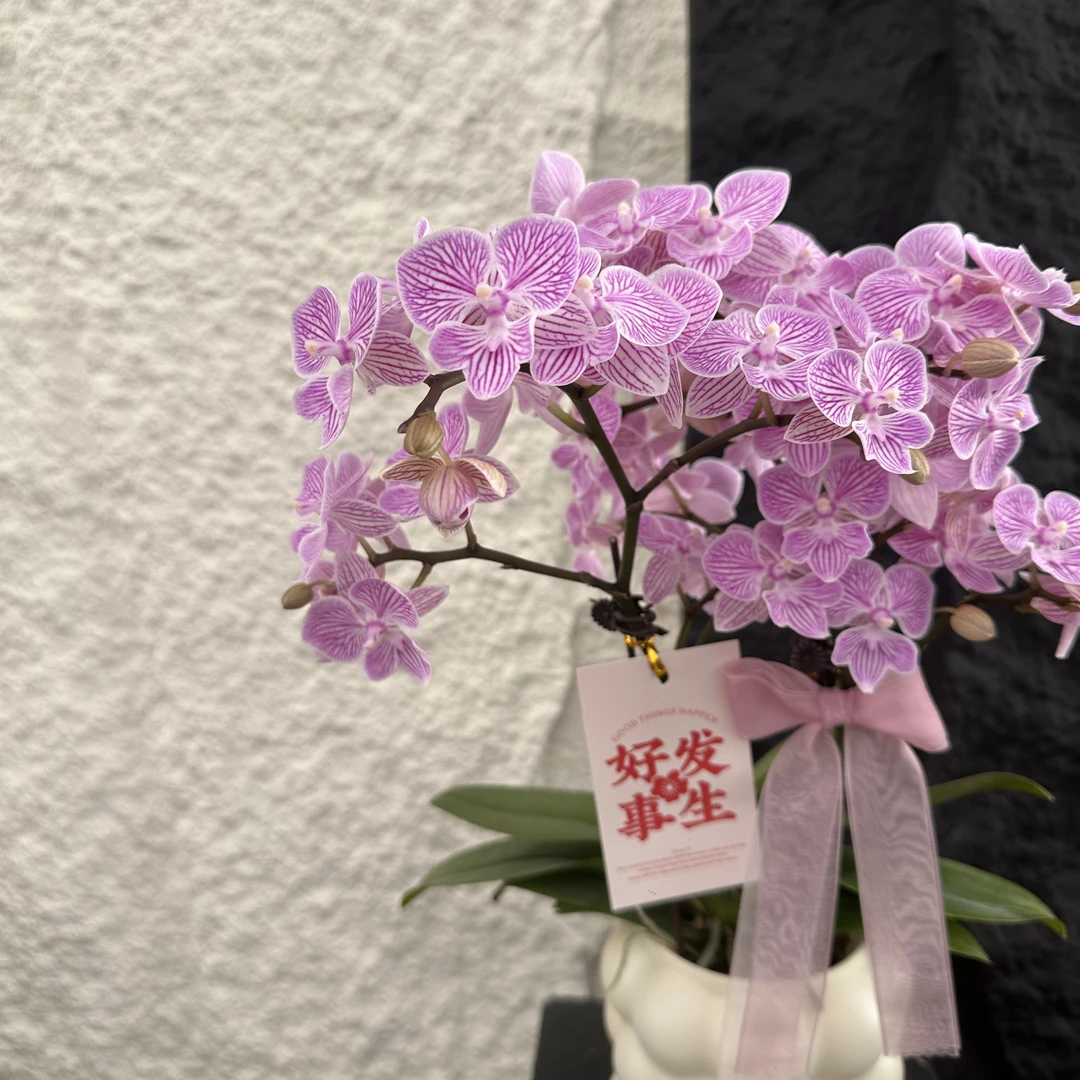 简馨优选【十里桃花】-蝴蝶兰组盆摆设客厅摆设种植基地发货1-2