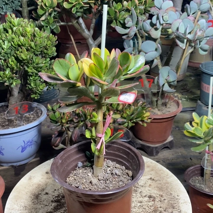 老花月锦一物一拍