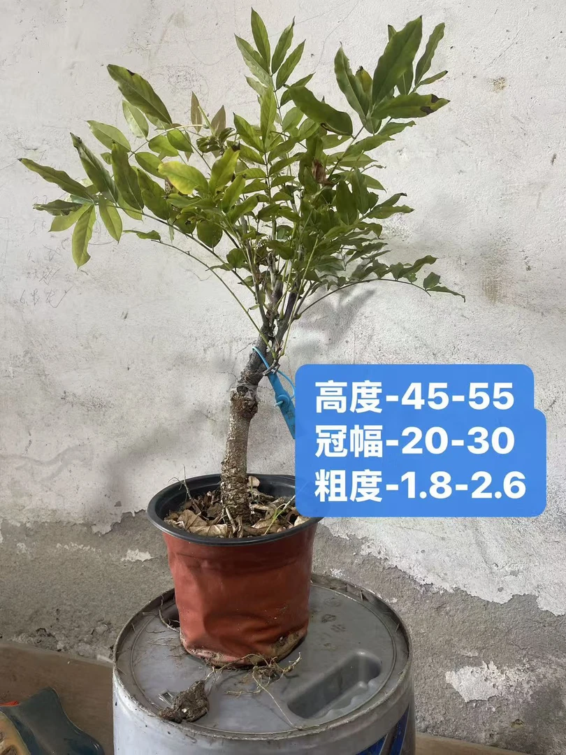 紫藤盆景粉红色嫁接紫藤带盆发货