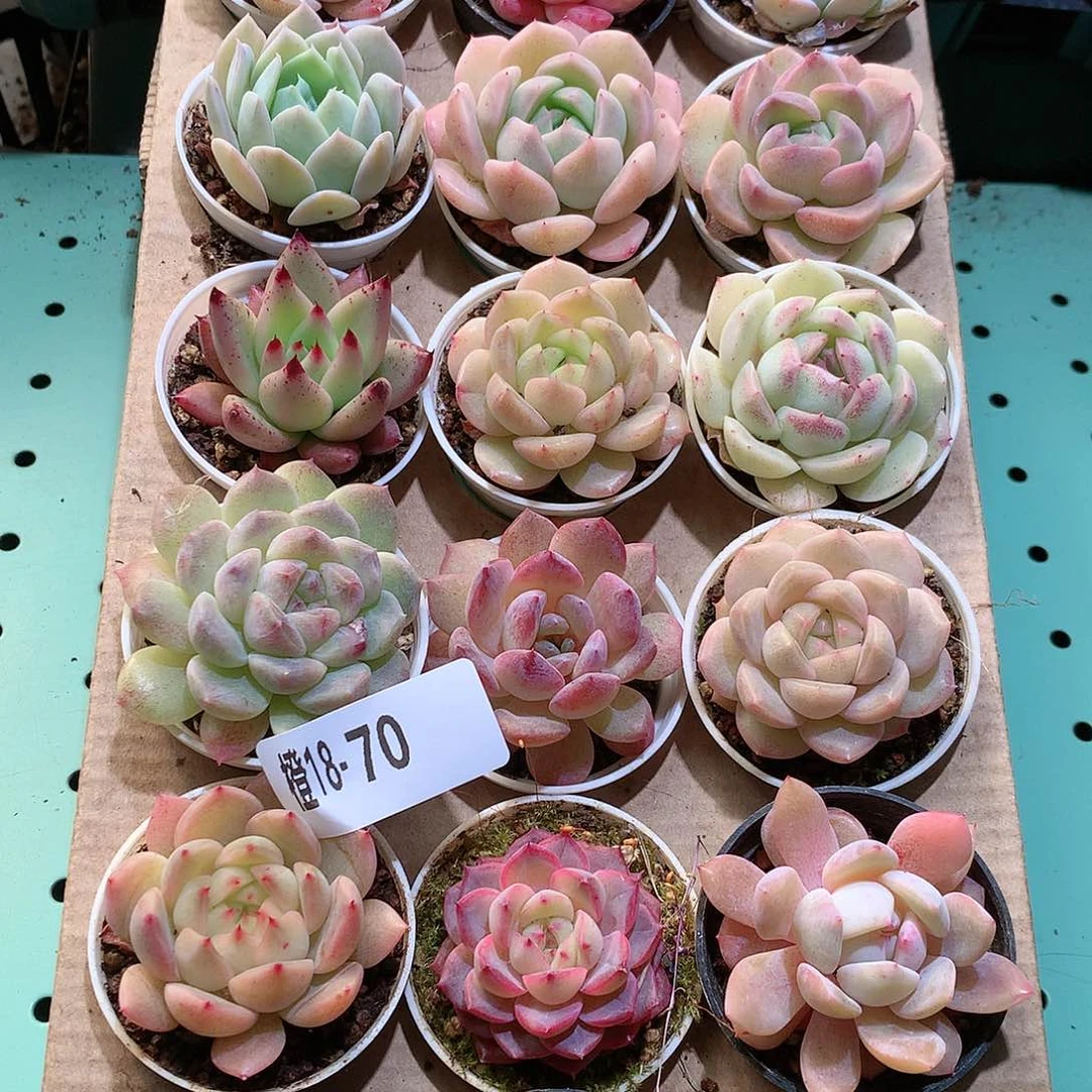 18-70一物一拍带盆18颗。