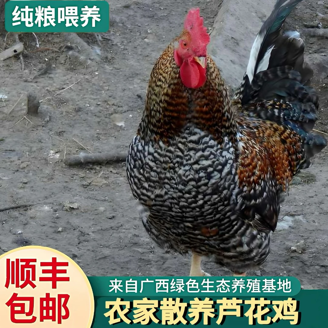 广西芦花鸡，五谷杂粮喂养180天