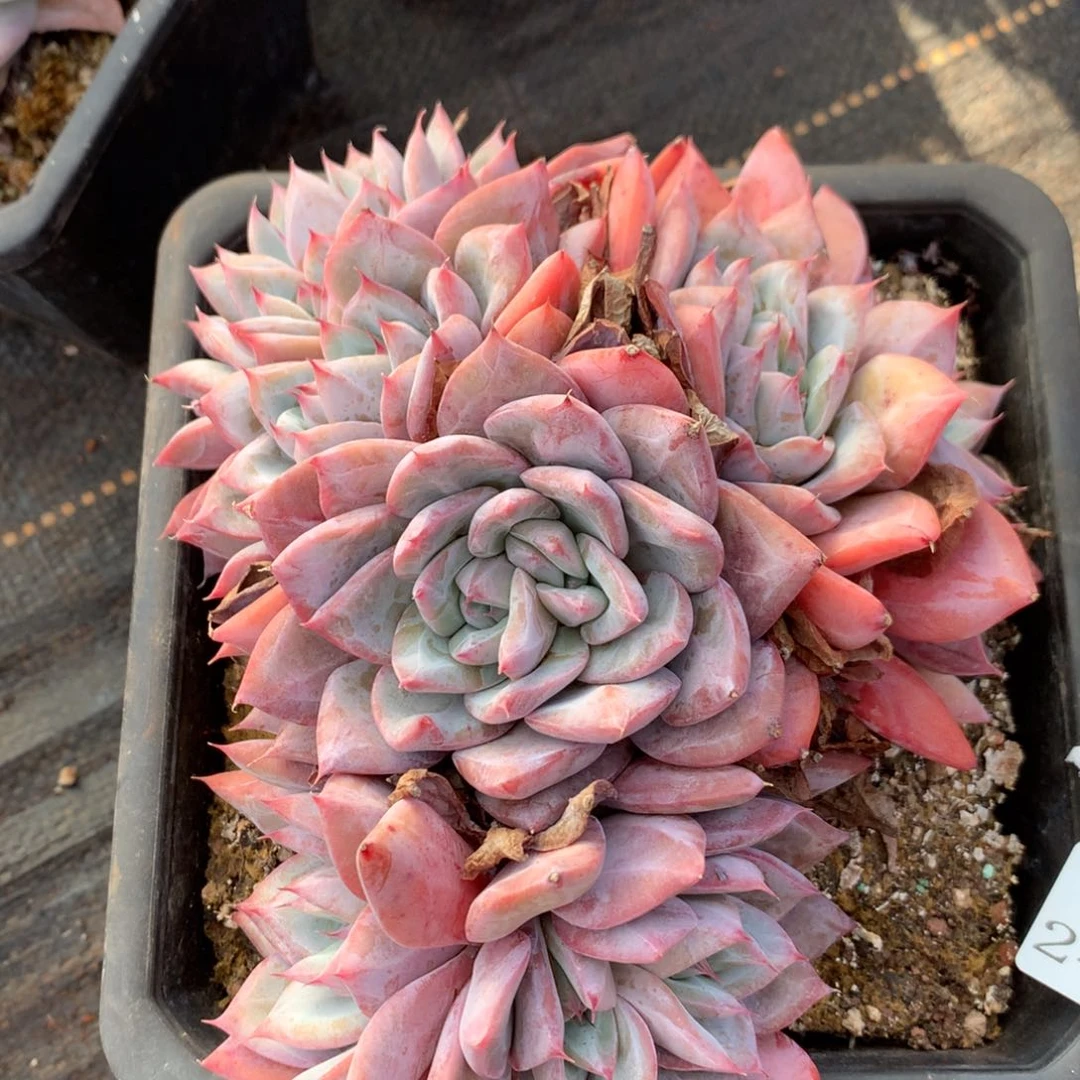 2455 杂交精品基地18厘米