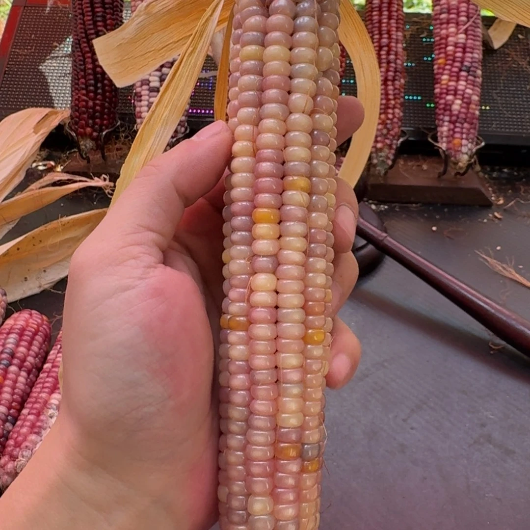 爱***菜吊坠柏香籽/百香籽