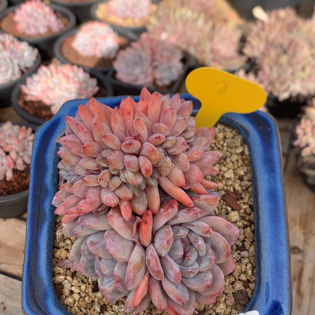 13厘米胸花韩橙缀 鸡腿桩 4147