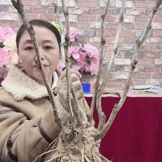 完全开放首案红牡丹