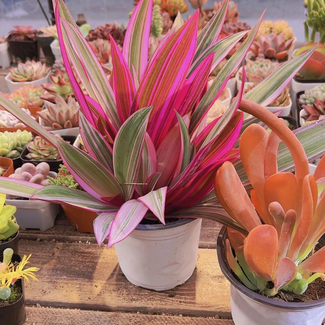 紫露兰➕火狐狸福利特价