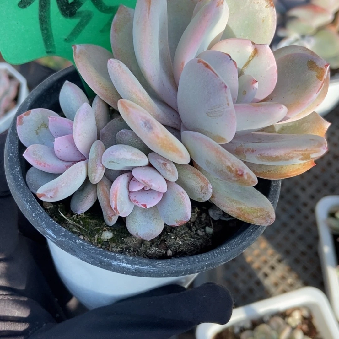 755奶茶多肉植物多肉