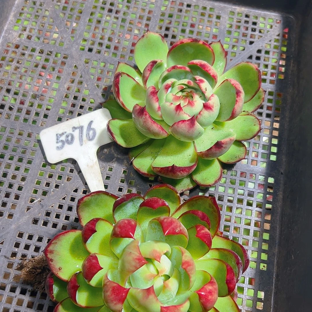 惊鸿仙子两颗福利5076