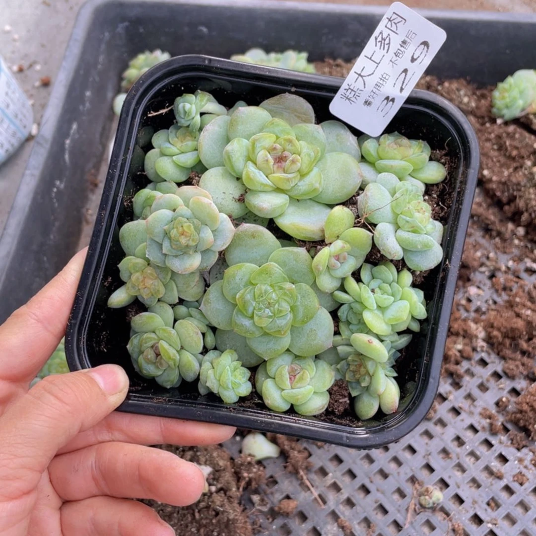 糕大上多肉植物329