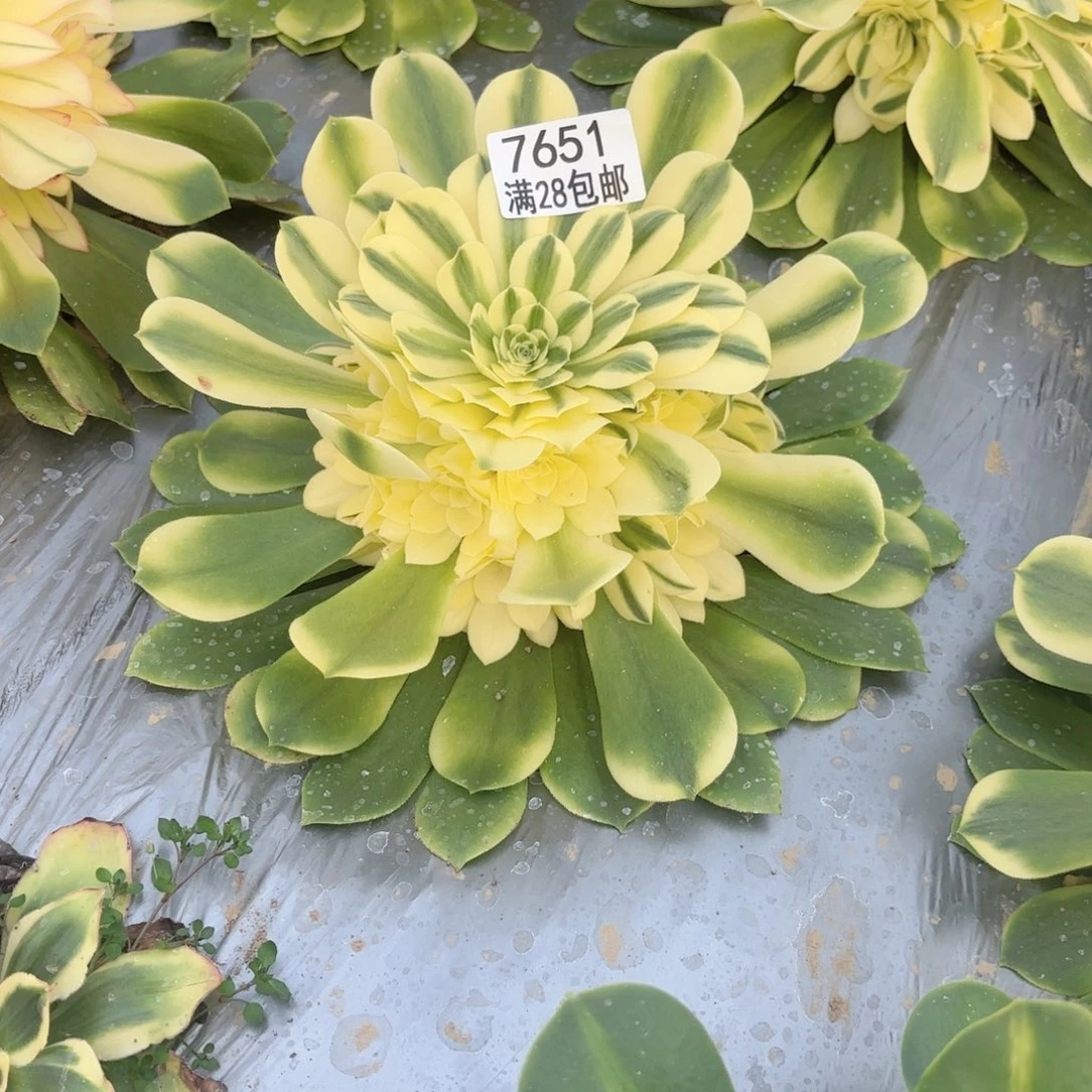 X. 7651辛尼雅多肉