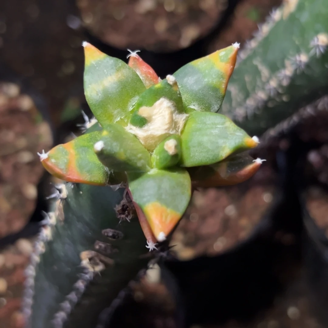 在662 仙人球的比赛中获得