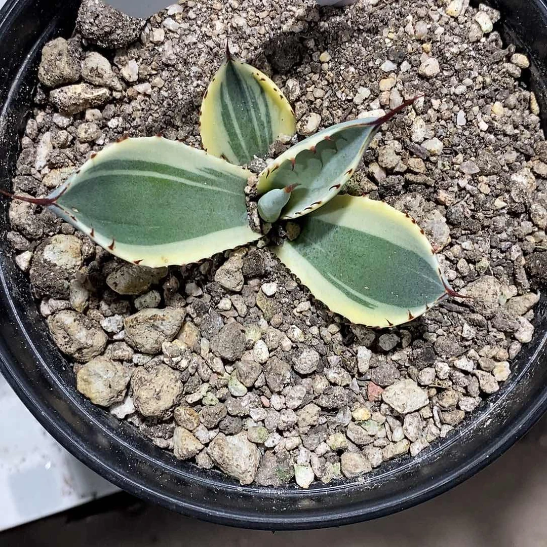 _***_冰淇淋勺子龙舌兰