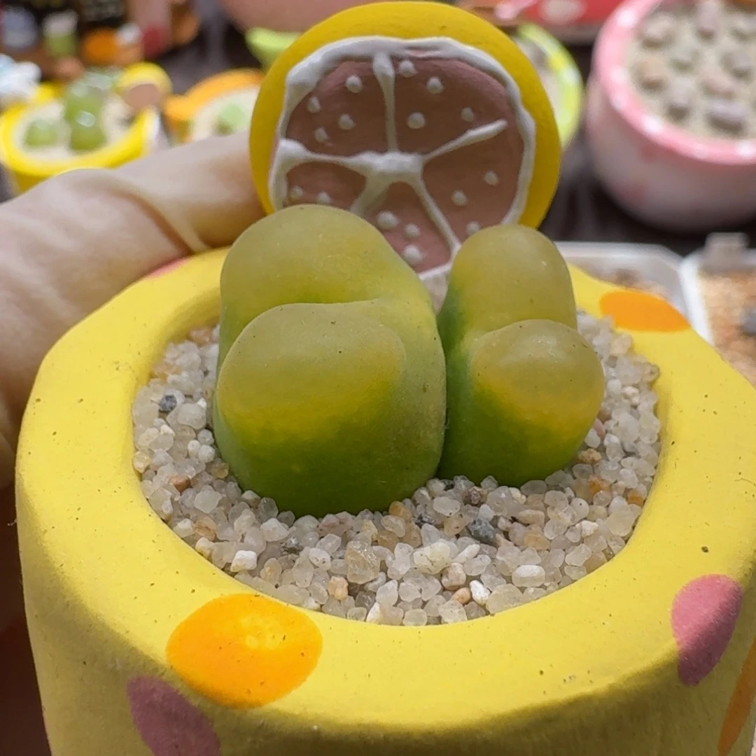 0927-051连盆带花蟠桃