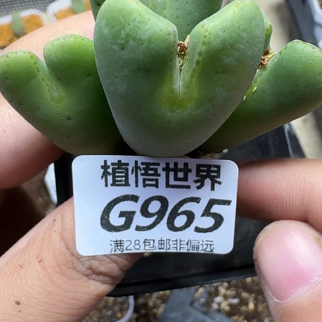 多肉W的人生的多Fbb