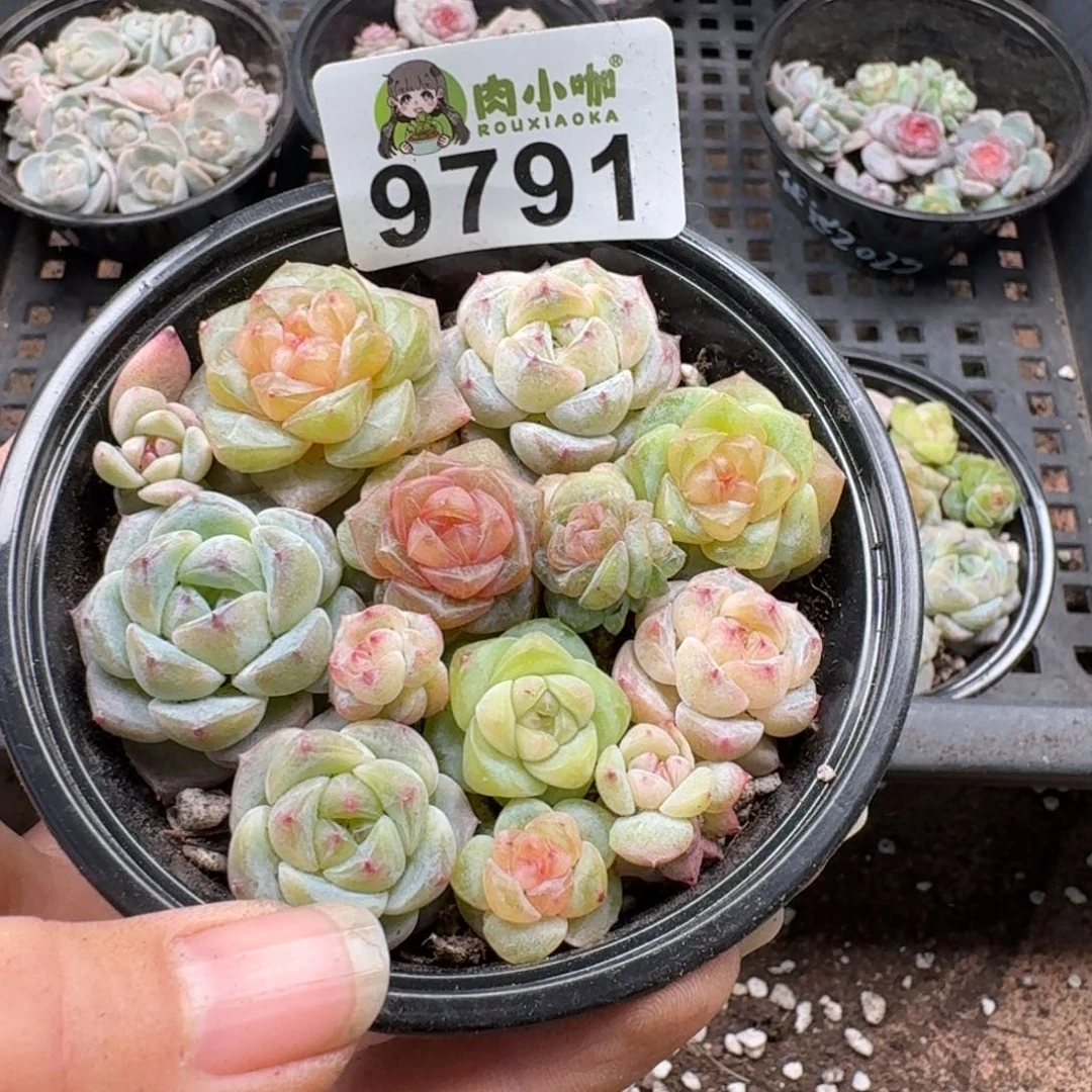 多肉植物多肉植物