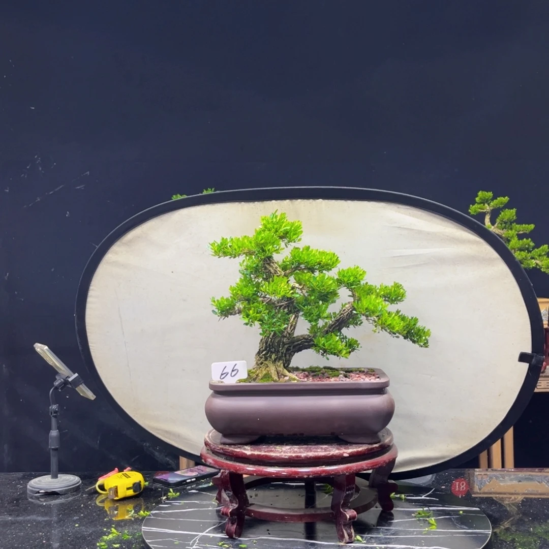 宏***材完全开放黄杨盆景