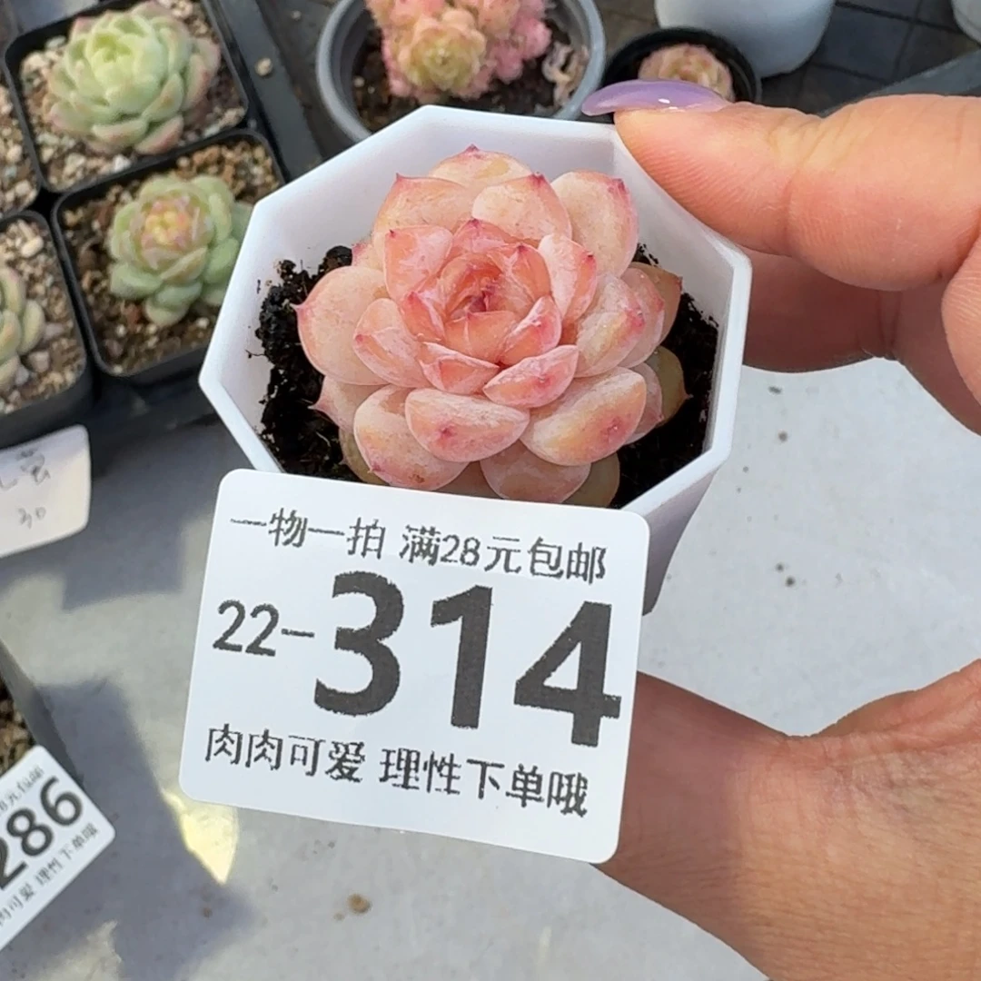 紫霜无盆土发货无