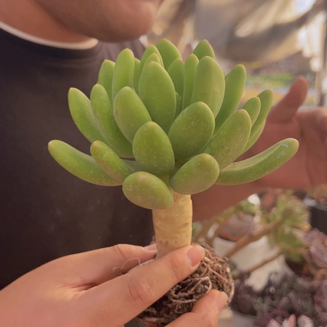 金蟾大单头老桩多肉