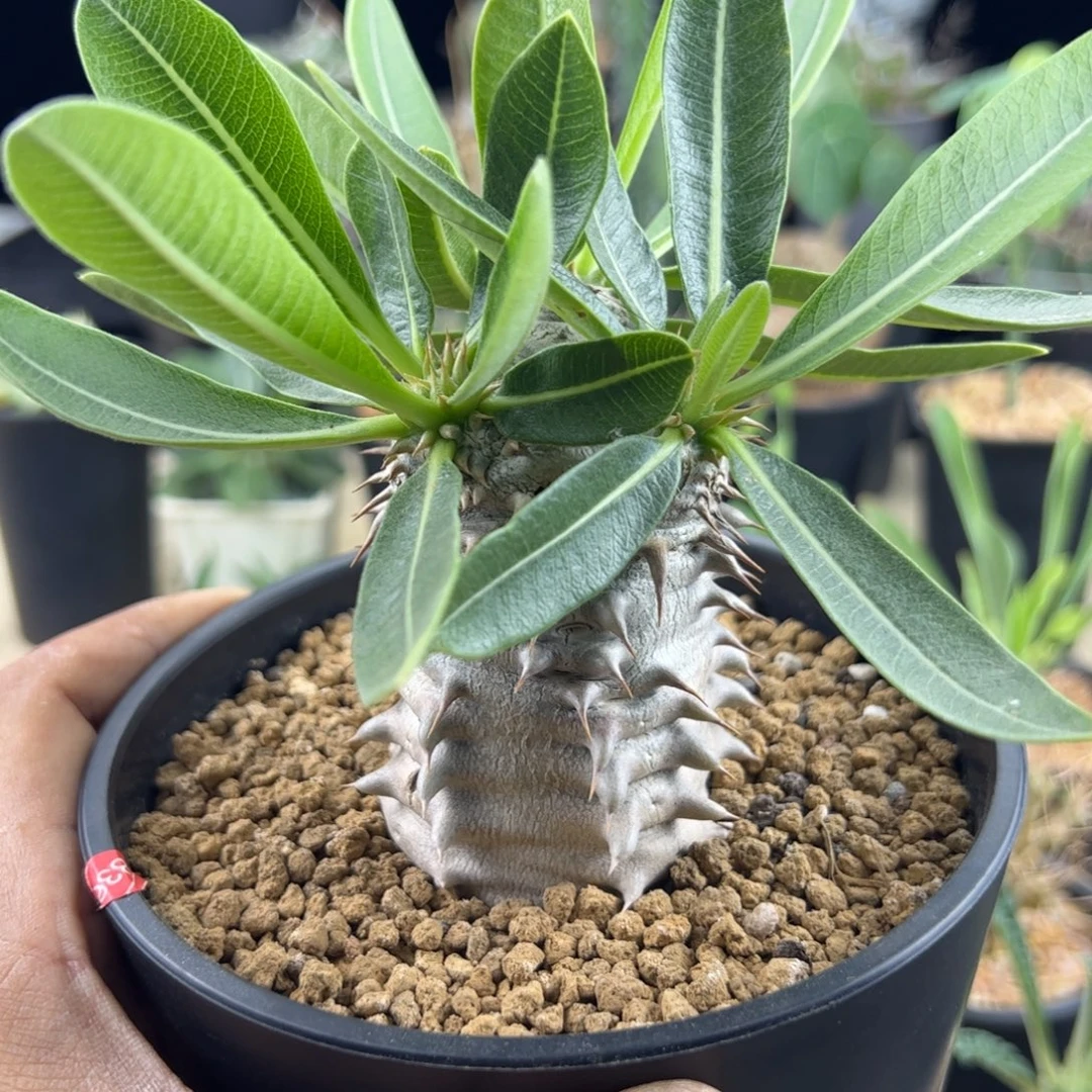 西巴女王一物一拍默认脱土发