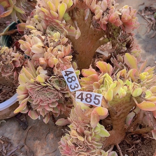 安***西多肉植物两个法师