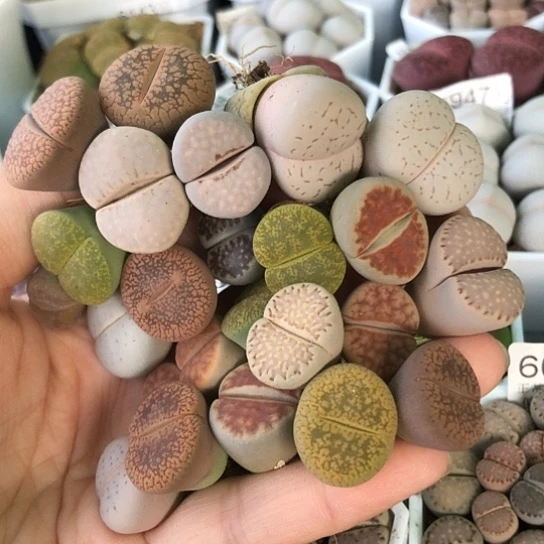 6262，24棵母本如图