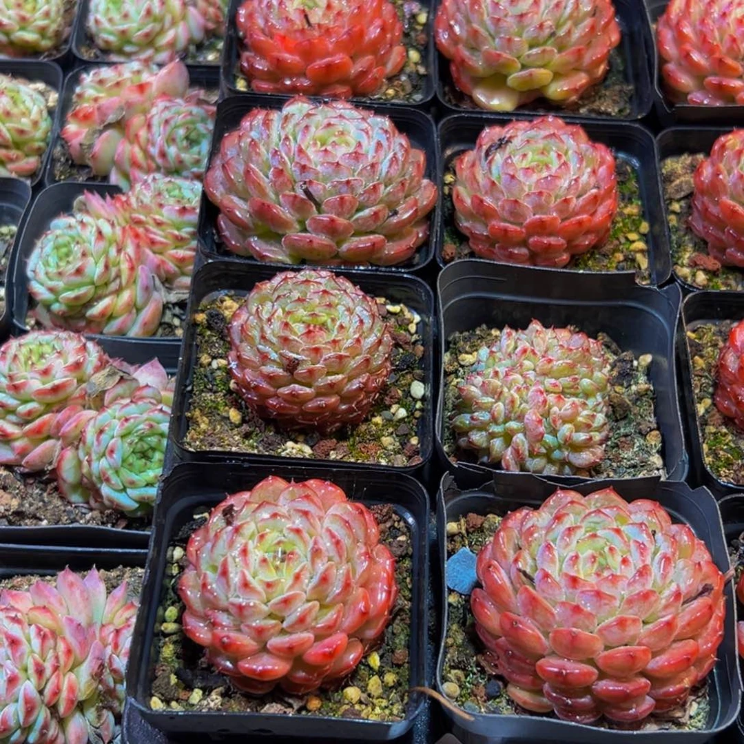 五***月312生日快乐啊宝儿们新年快乐