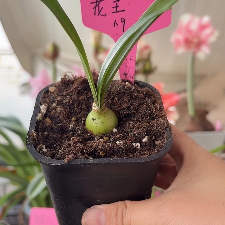 无花朵花王朱顶红直径1.9大侧