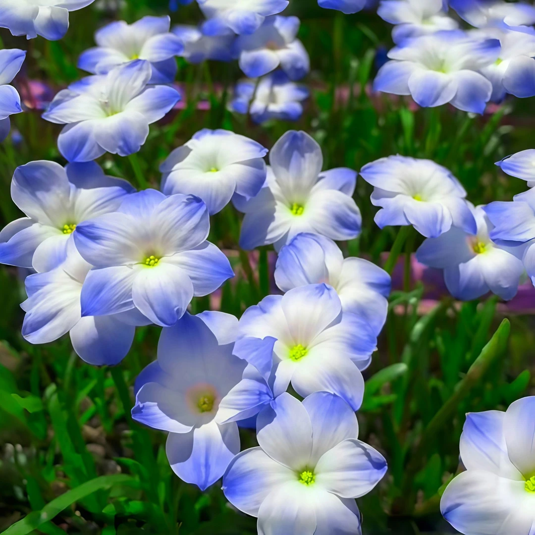 风雨兰【蓝胖宝】种球四季开花风雨兰种球韭莲花苗花卉大全阳台盆栽
