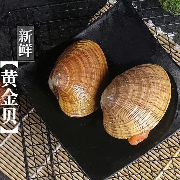 鲜活 黄金贝 500g 大个肉多 清蒸蒜蓉粉丝蒸烧烤
