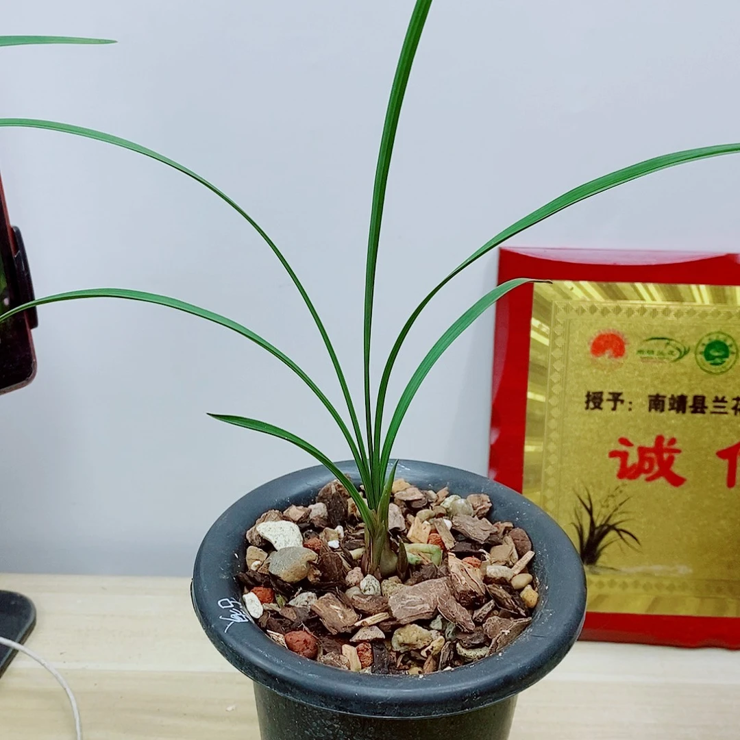 当前无花栽培后可以开花古