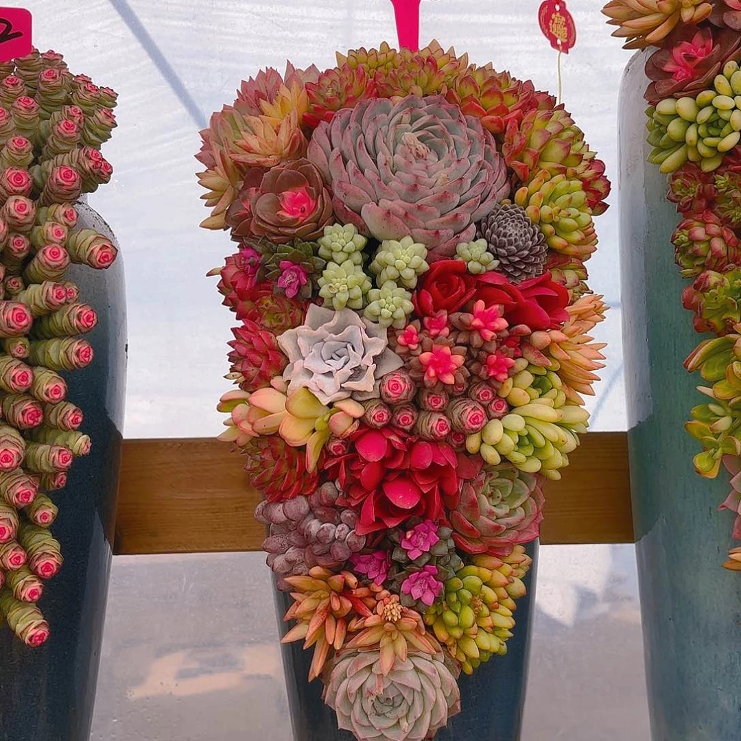 113全家福组合花园