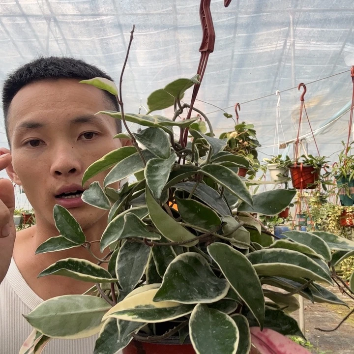 自***在无花朵三色球兰大苗