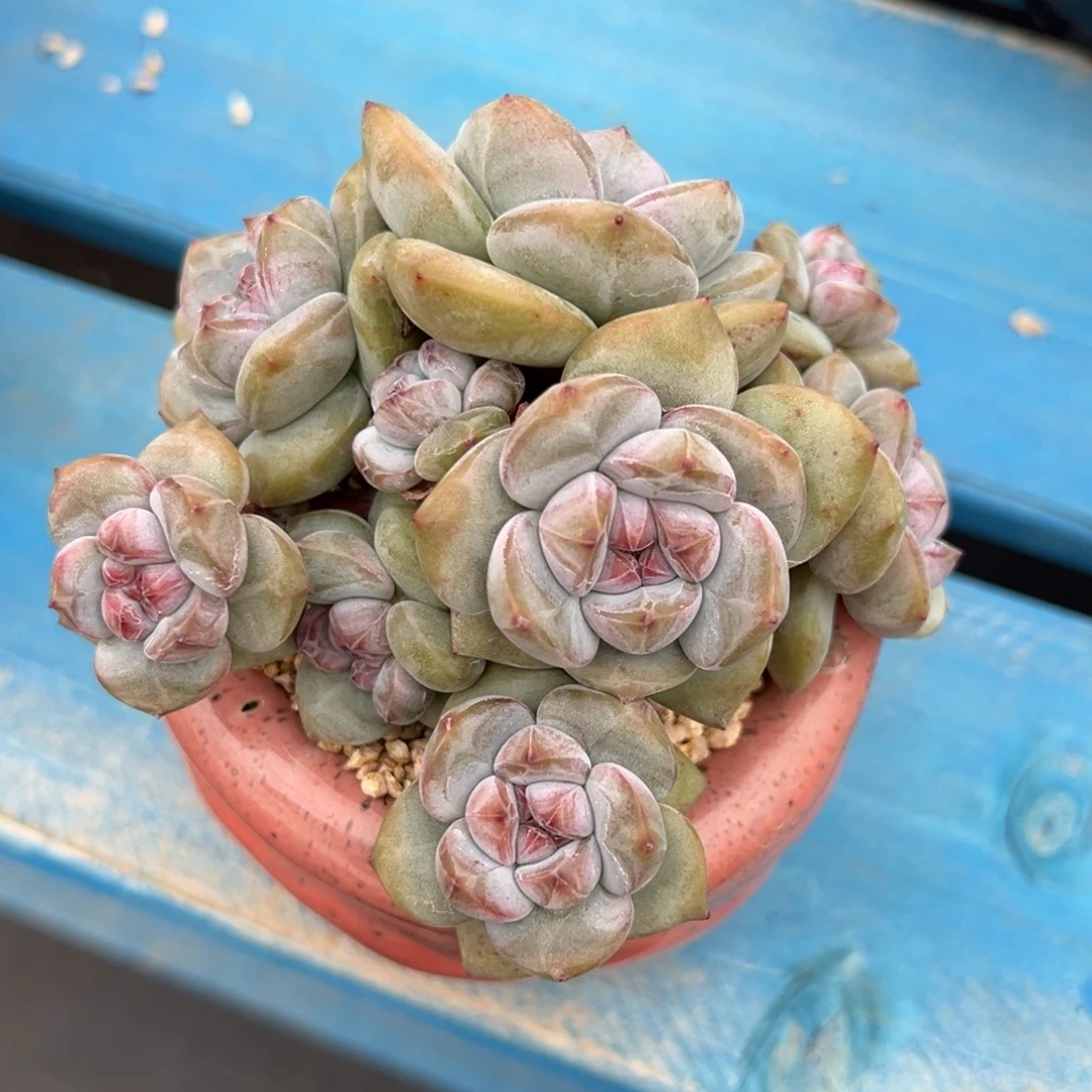秋***茶一物一拍精品多肉