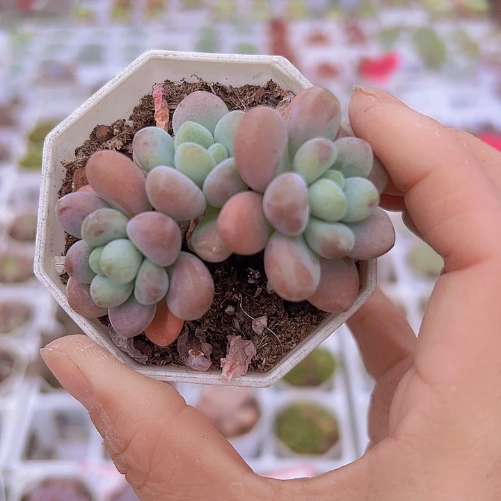 鱼子酱19包邮多肉植物