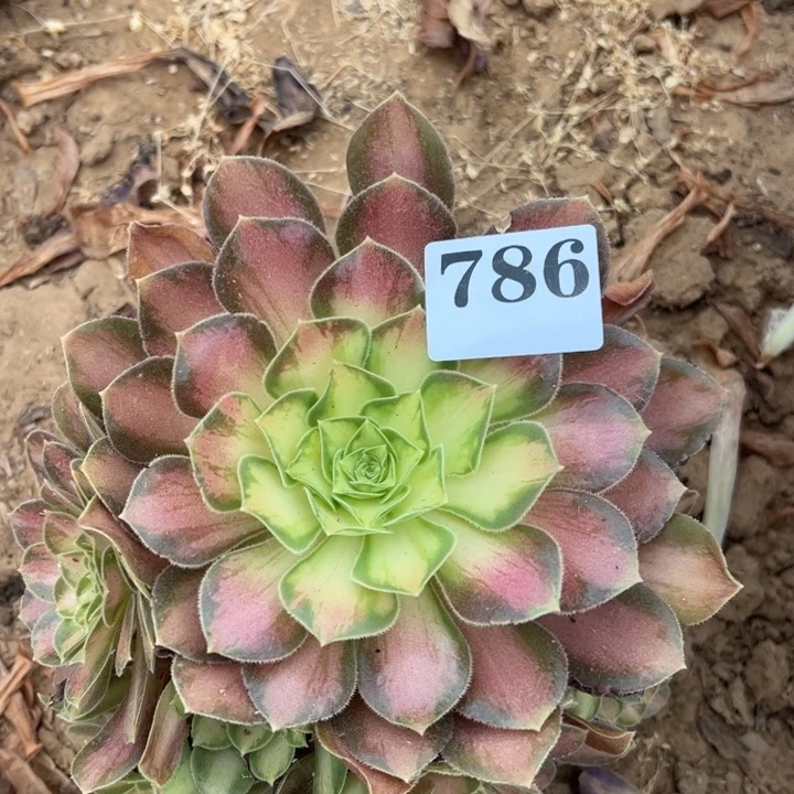 韶华多肉植物786.