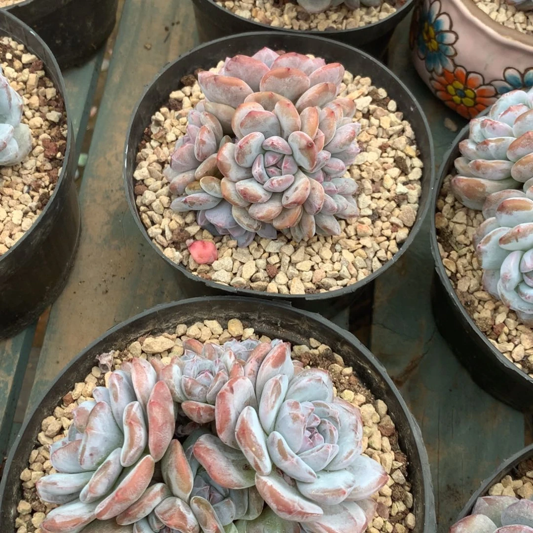 无花朵朵朵缀花花花花花花27