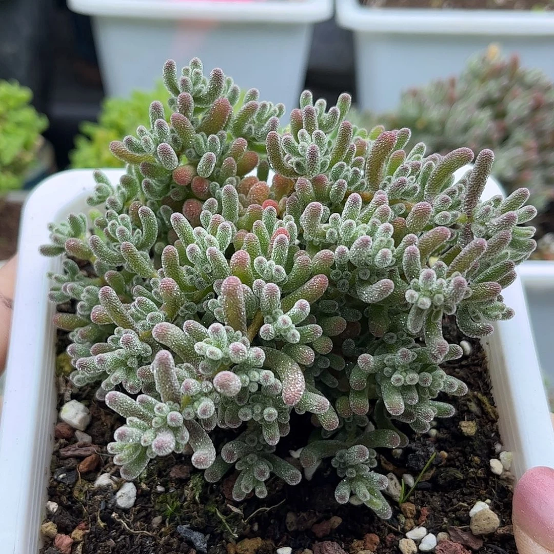 32冰晶优选枝干番杏