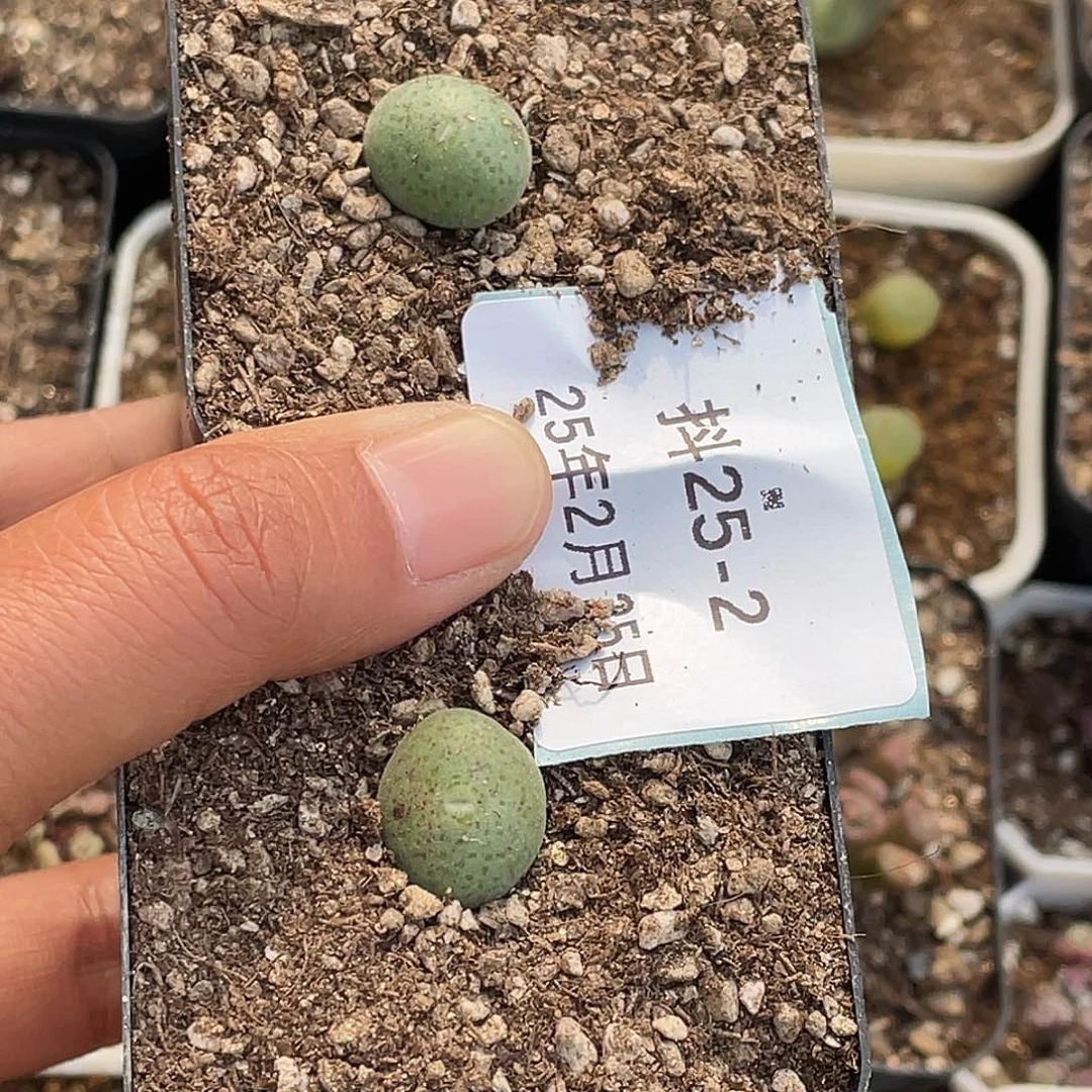 ?****?25-2肉锥多肉植物