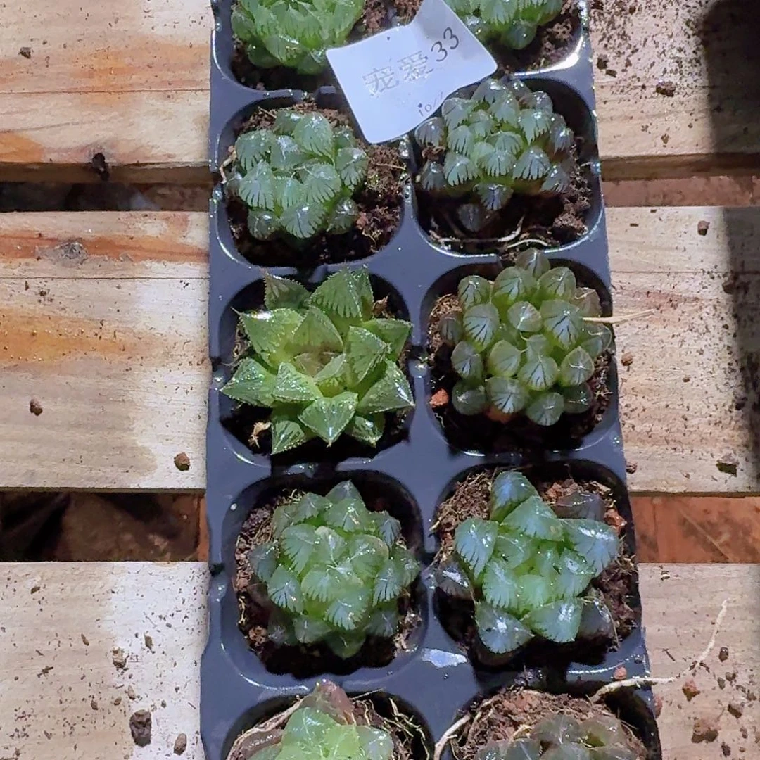 我也不知道我为什33