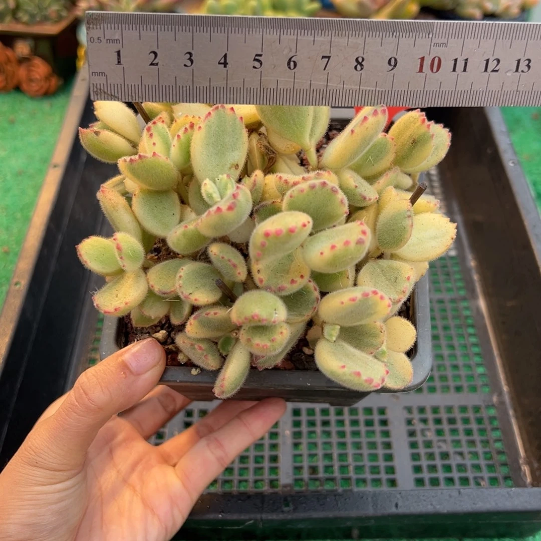 表妹精品多肉植物321.