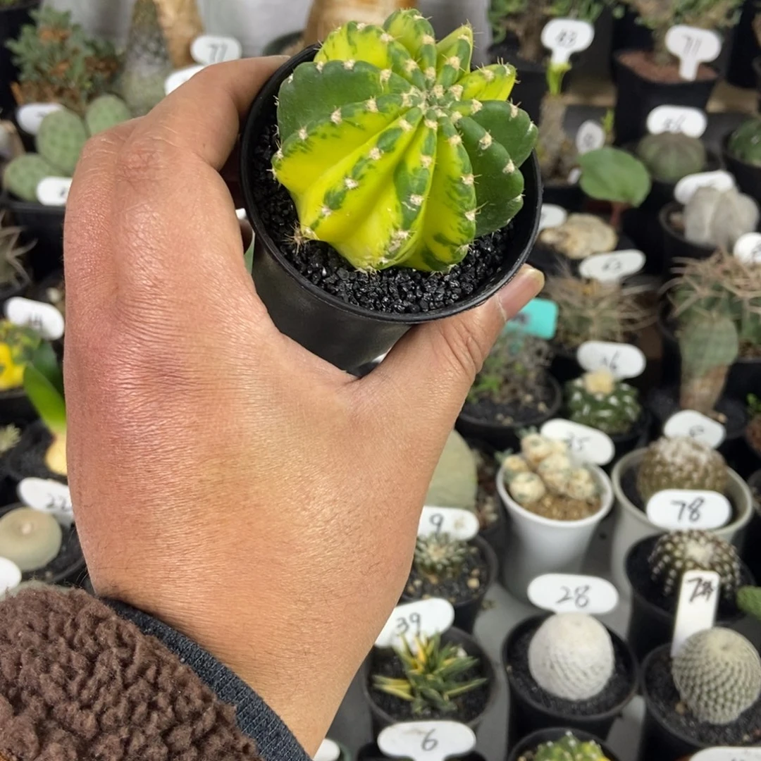 草球锦一个一物一拍