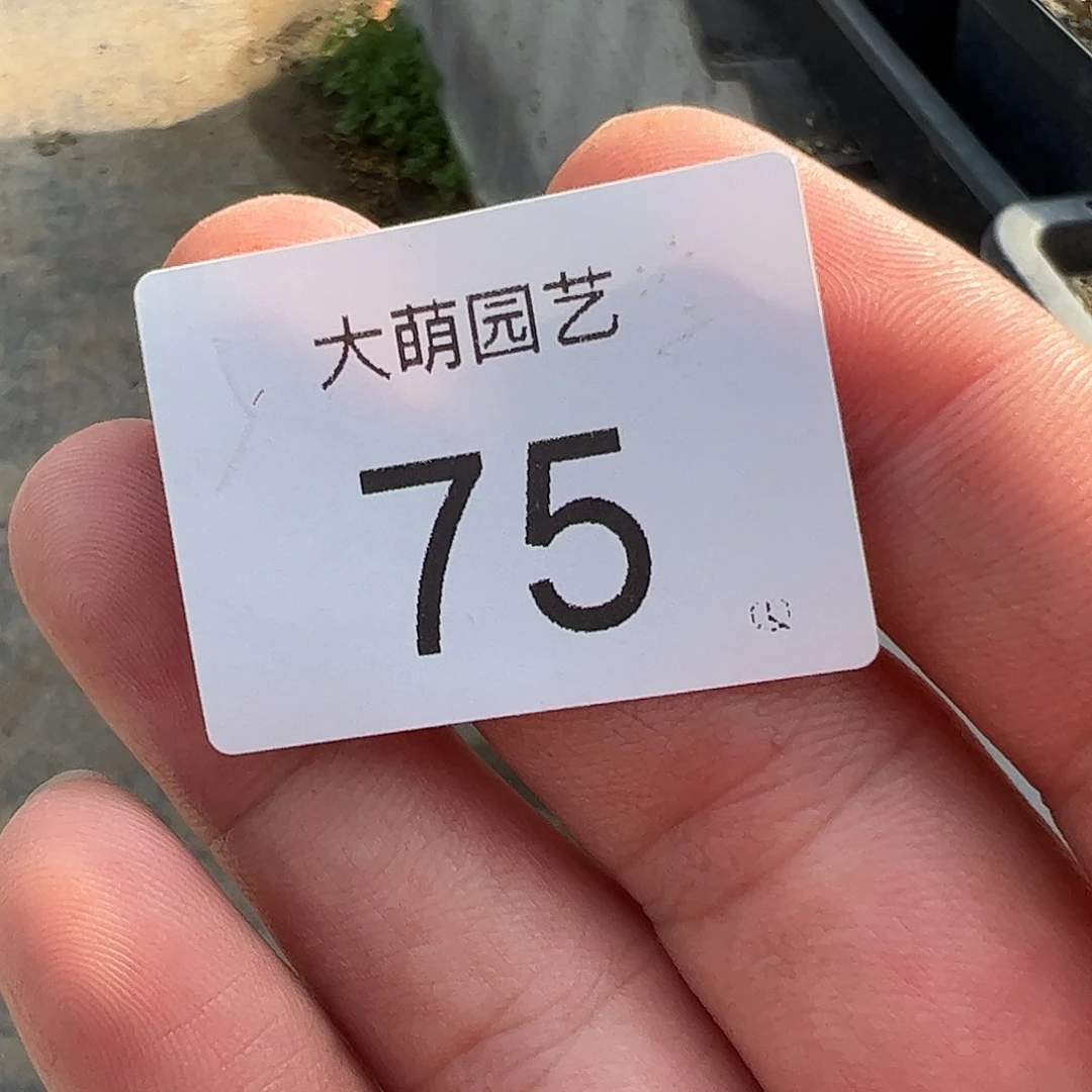 可****一物一拍5颗紫红流沙风铃。 75